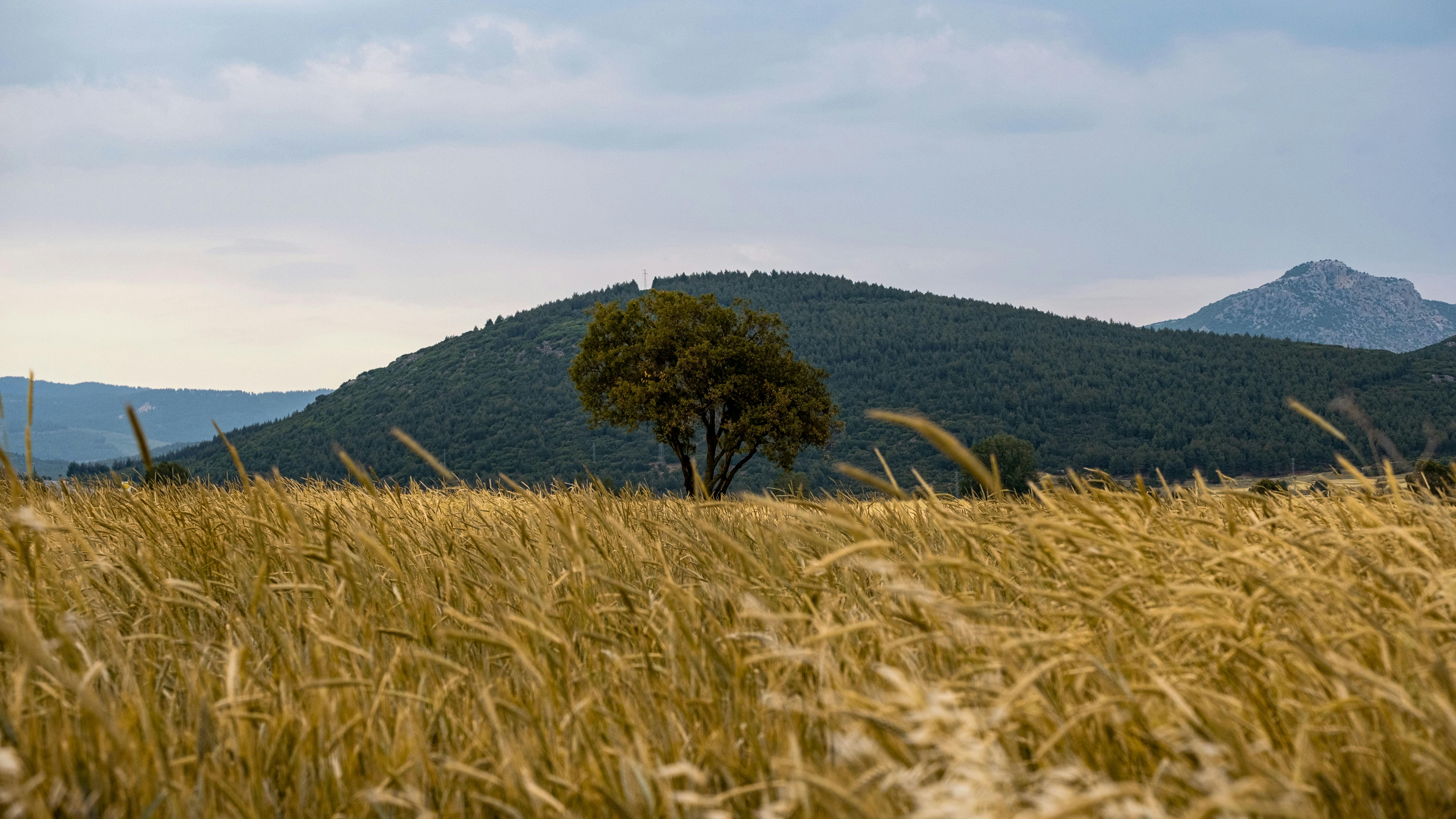 Buğday tarlası ve dağ manzarası